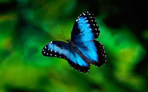 Blue Morpho Butterfly - Costa Rica