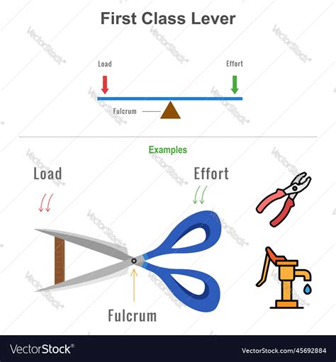 First class lever with the examples Royalty Free Vector