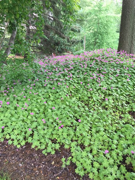 How To Grow Geraniums In The Ground