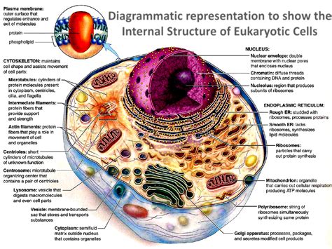 Cell Structure And Functions Cell Organelles - Riset