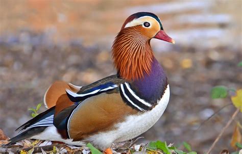 Mandarin Duck - Hanwell Zoo