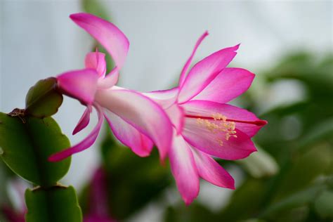 Identify and care for Christmas, Thanksgiving and Easter Cactus