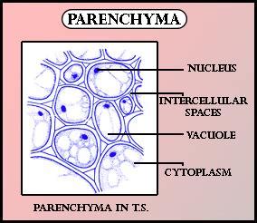 Parenchyma cells are(a)Relatively unspecified and thin-walled(b)Thick-walled and specialized(c ...