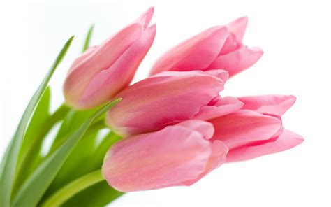 Free photo: Pink Tulips - Blooming, Flower, Fragrance - Free Download - Jooinn