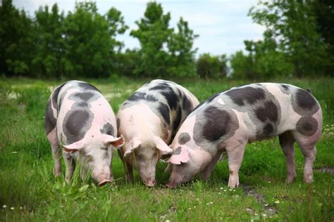 Pig Breeds For Homestead Or Backyard | Rural Living Today