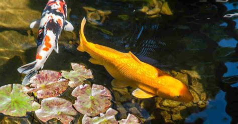 Best & Easiest Fish Varieties to Stock a Backyard Pond With