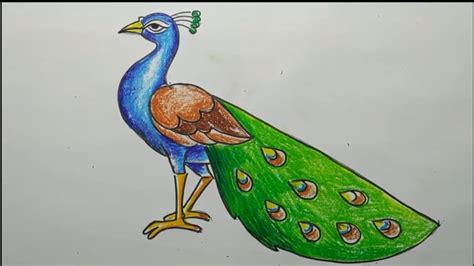 Simple Peacock Drawings