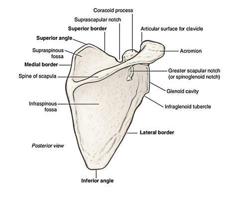 Infraglenoid Tubercle Of Scapula