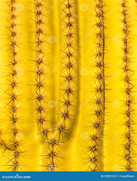 Saguaro Close-Up stock image. Image of plant, vegetation - 39291531