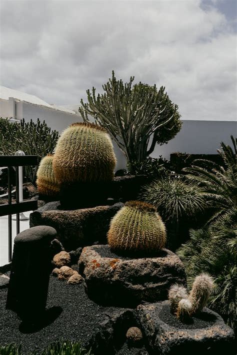 Photo of a Garden with Cacti · Free Stock Photo