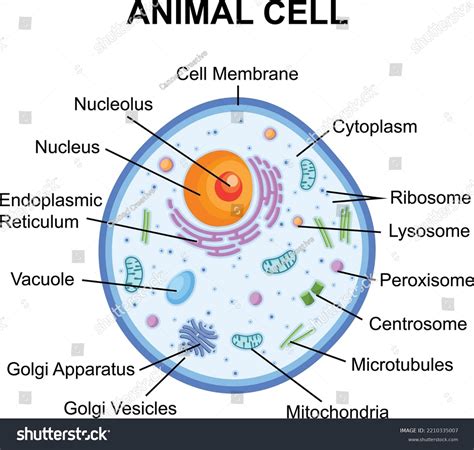 Animal Cell Diagram And Plant Cell Diagram Worksheet Labeling - Printable Online