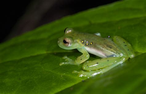 Glass Frog | Sean Crane Photography