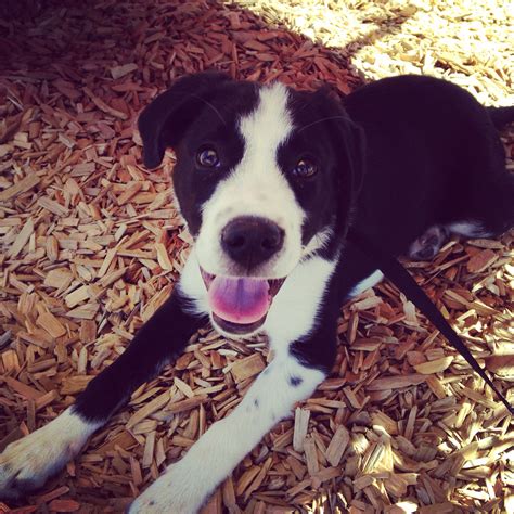 My puppy. Border collie and lab mix. | Border collie lab mix, Lab mix, Doggy