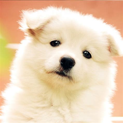 Cute Puppy Wallpaper - App on Amazon Appstore