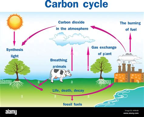 Carbon cycle diagram hi-res stock photography and images - Alamy