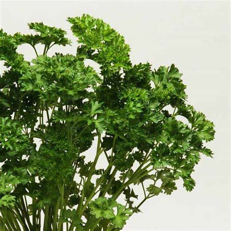 Curly Parsley Herb - Organic - Shop Sugar Creek Gardens