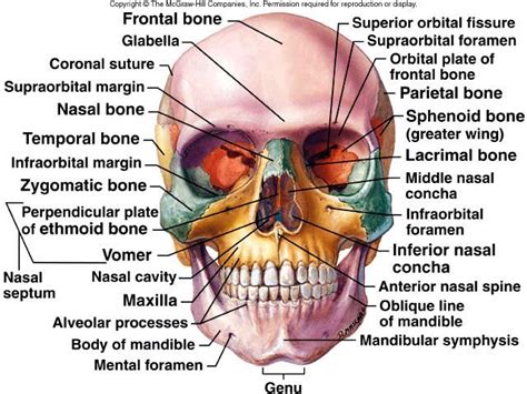 8 best Hand Bones Anatomy images on Pinterest | Hand bone anatomy, Anatomy bones and Human body