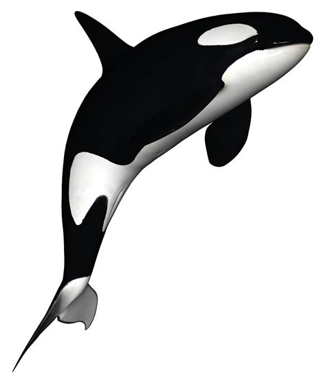 Whale HD PNG Transparent Whale HD.PNG Images. | PlusPNG