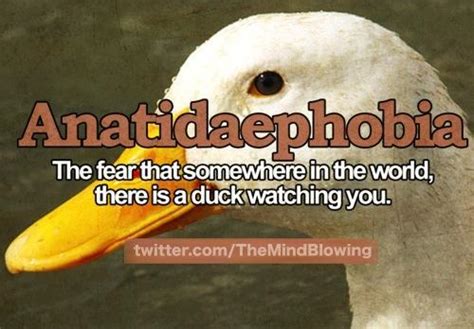 Top 20 Funny/amazing Phobias: Whats your phobia??? - Nairaland / General - Nigeria