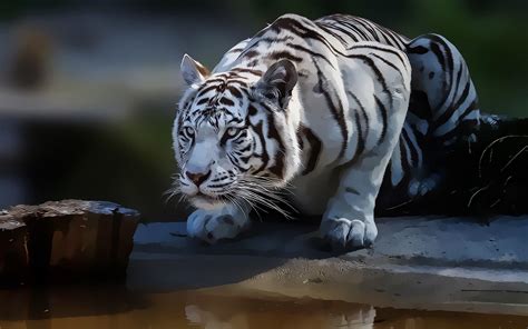 Wallpaper Image White Tiger