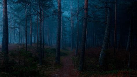 Anime Dark Forest Wallpapers - Top Free Anime Dark Forest Backgrounds - WallpaperAccess