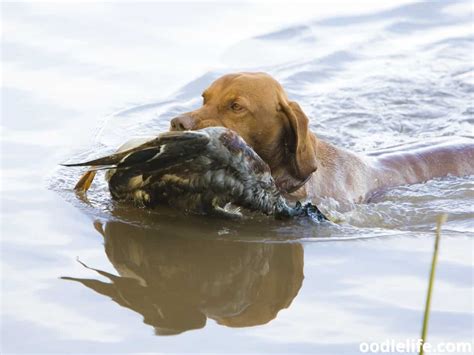 11 Best Breeds Of Duck Hunting Dogs (with Photos) - Oodle Life