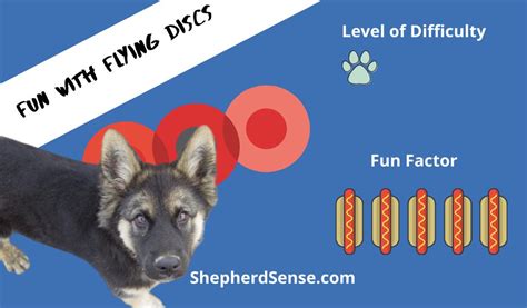 10 Best Games for German Shepherds to Play (Fun Activities You're Missing!) - Shepherd Sense