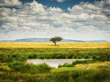 What Is a Grassland Biome? | Sciencing