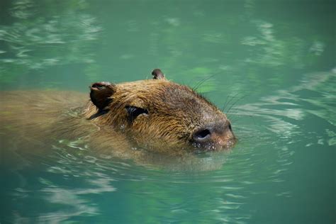 Exploring the Capybara Habitats in Rio de Janeiro - Baby Capybara