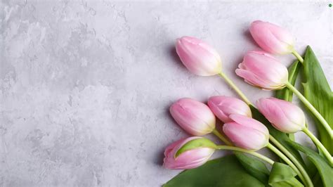 Light pink, Tulips - Flowers wallpapers: 2560x1440