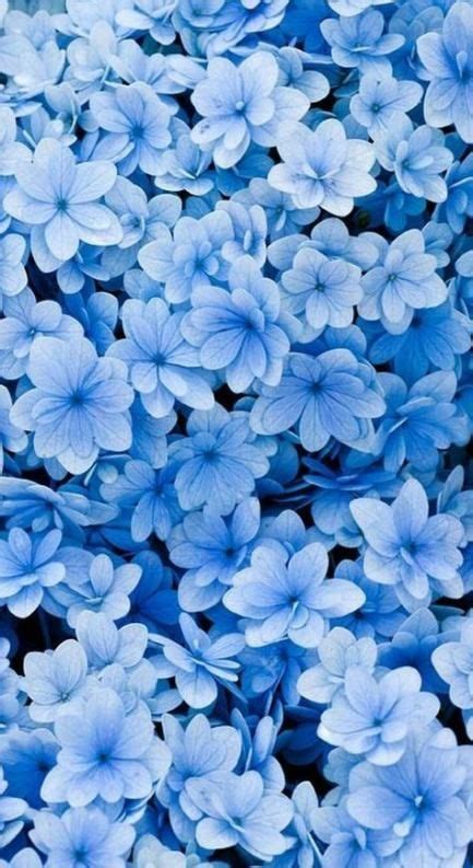 Tumblr Aesthetic Aesthetic Blue Flower Wallpaper - Mural Wall