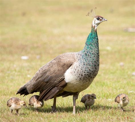 Peahen and Chicks | Bird breeds, Peafowl, Pet birds