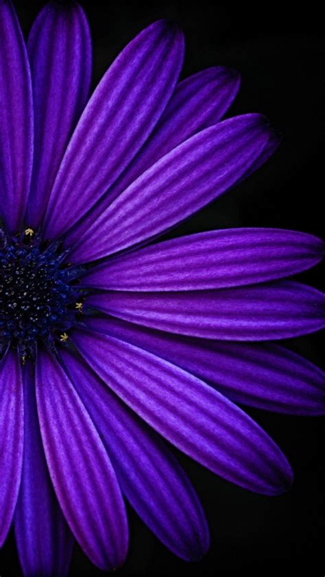 Black And Purple Flower Wallpaper