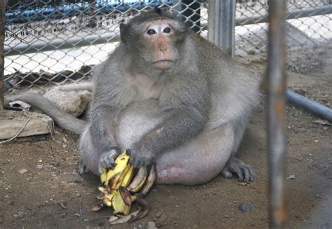 Thailand's chunky monkey put on diet after gorging on junk food | syracuse.com