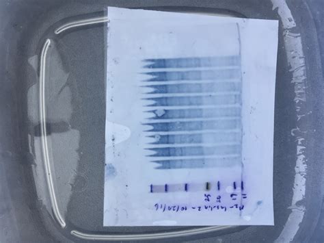 Question regarding the membrane of my western blot | ResearchGate