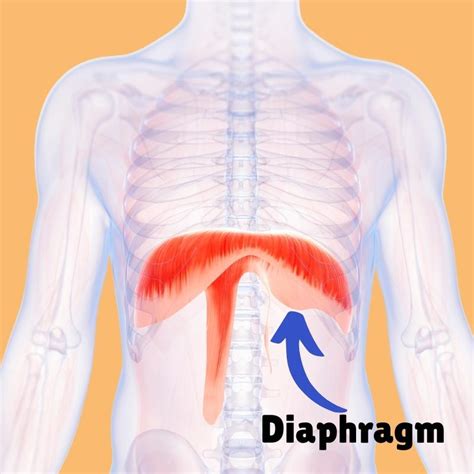 Diaphragm Muscle Anatomy