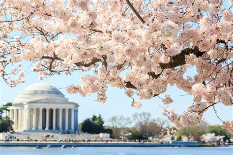 2024 National Cherry Blossom Festival Mobility Guide | Scootaround