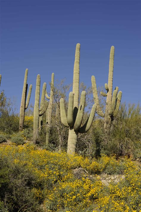 Free picture: saguaro, cacti, sonoran, desert, cabeza prieta, national park