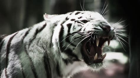 Tiere Weißer Tiger HD Wallpaper