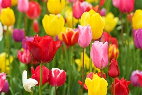 The Top 20 Spring-Flowering Bulbs | Garden Design