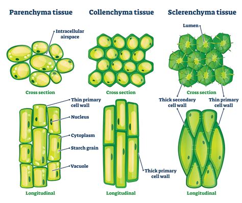 Parenchyma Cells Examples