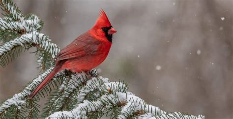 Tips for Winter Bird Feeding and Care - Home, Garden and Homestead