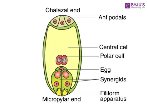 Embryo Diagram Labeled With Yolk Sac