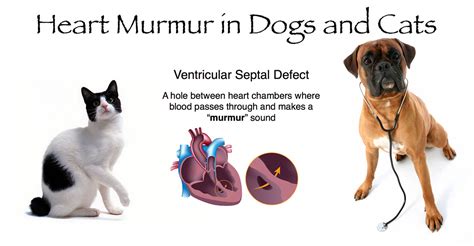 Heart Murmur in Dogs and Cats