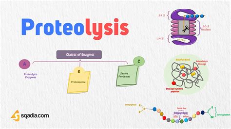 Proteolysis