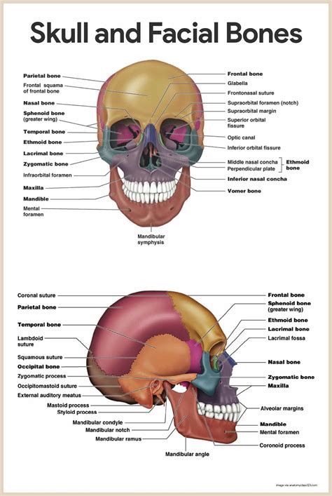 Skeletal system anatomy and physiology – Artofit