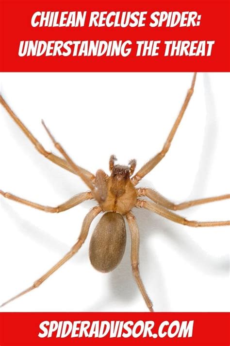 Chilean Recluse Spider: Understanding the Threat Spider Advisor