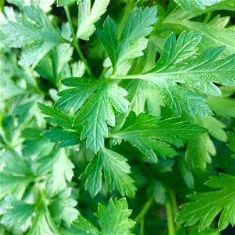 Italian Parsley Plants - Etsy