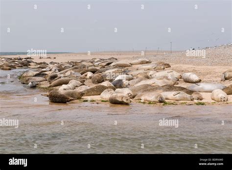 Common seals and grey seals at Blakeney Point, Norfolk Stock Photo - Alamy