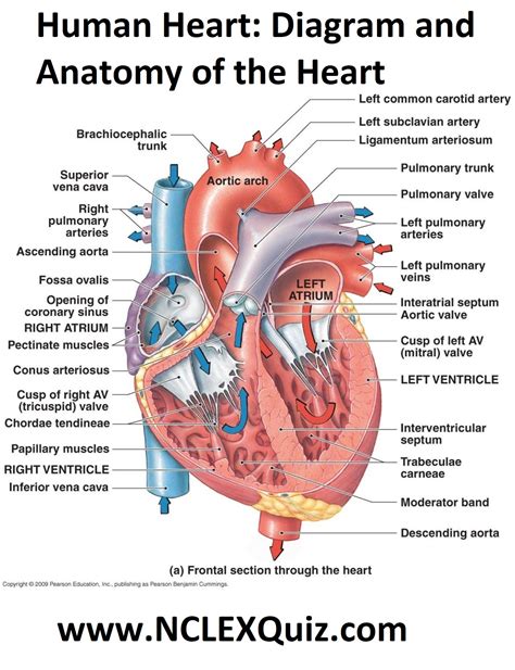 Human Heart: Diagram and Anatomy of the Heart - StudyPK